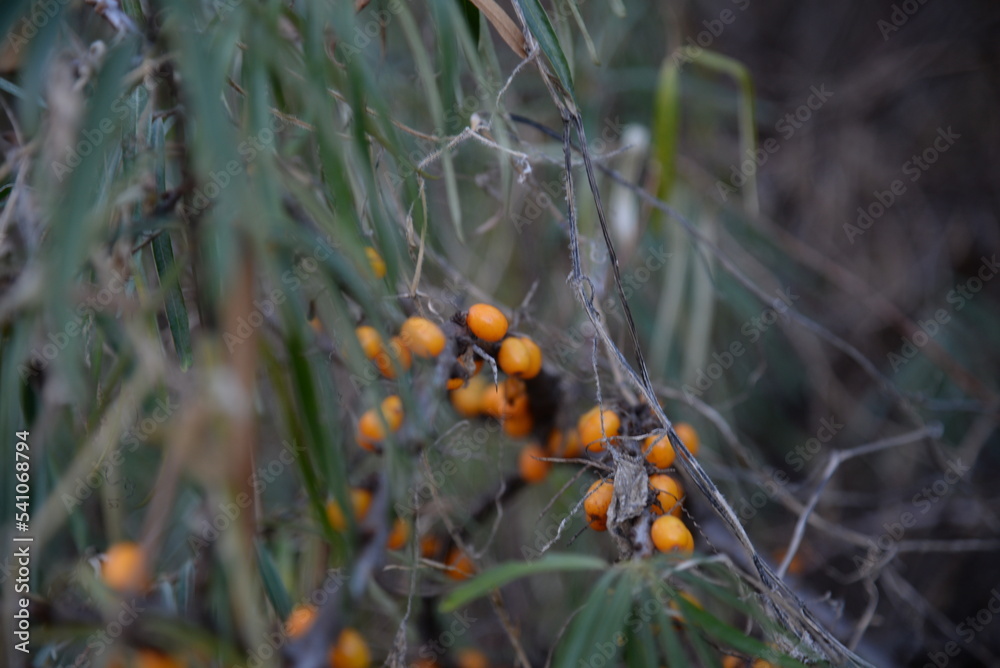 ripe orange autumn fruits of sea buckthorn on a prickly branch with green long leaves, healthy, vitamin fruit, berry, ecological, natural, healthy food, cereal background with a blue sky ripe orange autumn fruits of sea buckthorn on a prickly branch with green long leaves, healthy, vitamin fruit, berry, ecological, natural, healthy food, cereal background with a blue sky