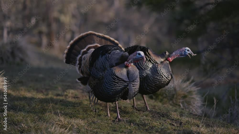 Wild Turkey Gobbling Gobble