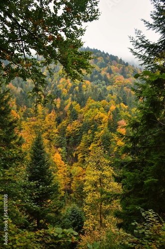beautiful colored autumn forest in zurich oberland switzerland. Hiking through the large forests in the Tössstock area. pure nature. High quality photo