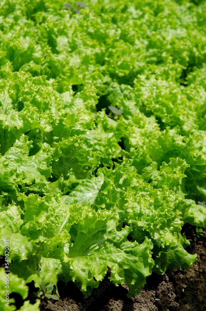 lettuce farm in Batu, Malang, East Java, Indonesia, South East Asia lettuce farm in Batu, Malang, East Java, Indonesia, South East Asia
