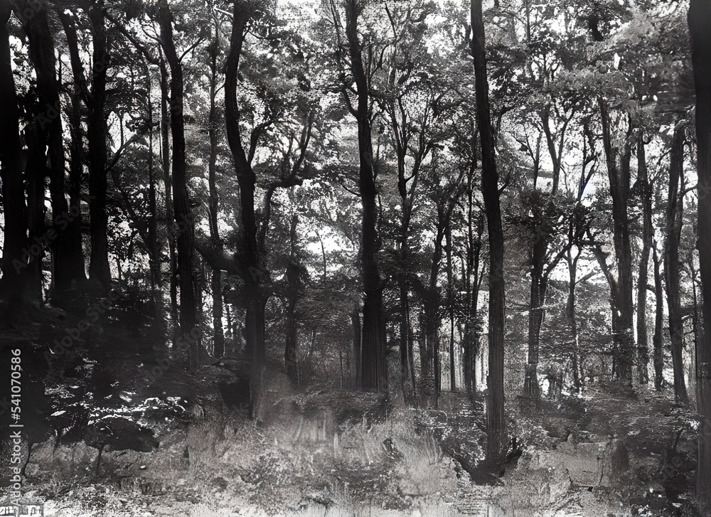 Fototapeta premium Birch Black Mist Snow Black Road Sky Winter Sun Landscape White Ice Season Tree Cold Foggy Morning Fog Forest Nature And Trees Wood White Park Woods Autumn
