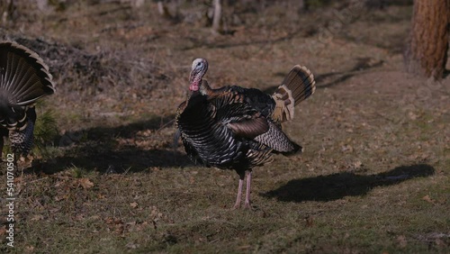 Wild Turkey Flapping its Wings
