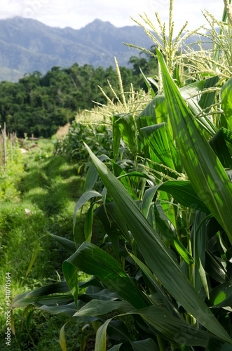 Close up  Corn field in the summer at Batu  Malang  East Java  Indonesia
