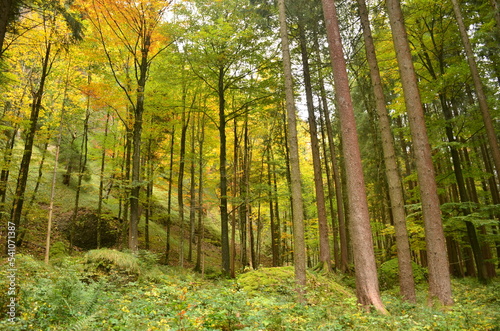autumn forest. Hiking through the big colorful beautiful swiss forests. Landscape zurich oberland switzerland. High quality photo