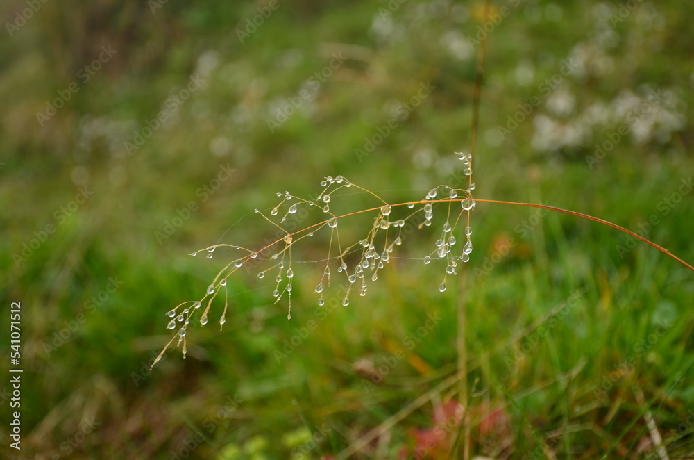 drops of water hang down in the grass. Wonderful little delights in nature. High quality photo drops of water hang down in the grass. Wonderful little delights in nature. High quality photo