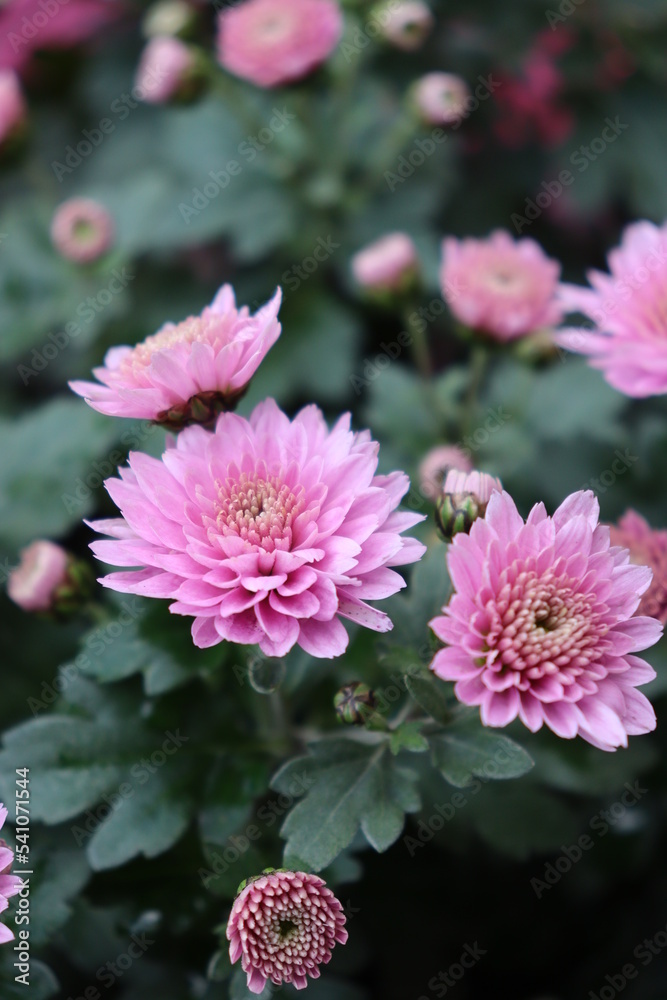 photo of a bushy pink chrysanthemum photo of a bushy pink chrysanthemum