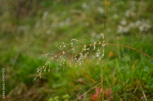 drops of water hang down in the grass. Wonderful little delights in nature. High quality photo