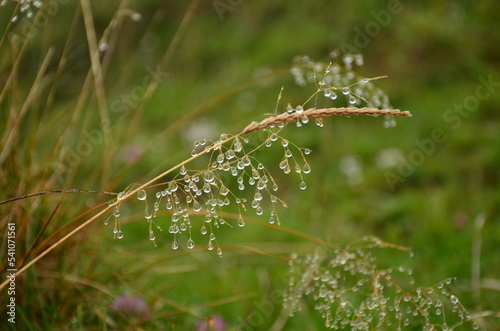 drops of water hang down in the grass. Wonderful little delights in nature. High quality photo
