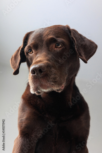 chocolate Labrador retriever dog looks down from above. funny cute dog posing. A pet plays and rests at home. dog food and clothing. thoroughbred and intelligent dog, pet training