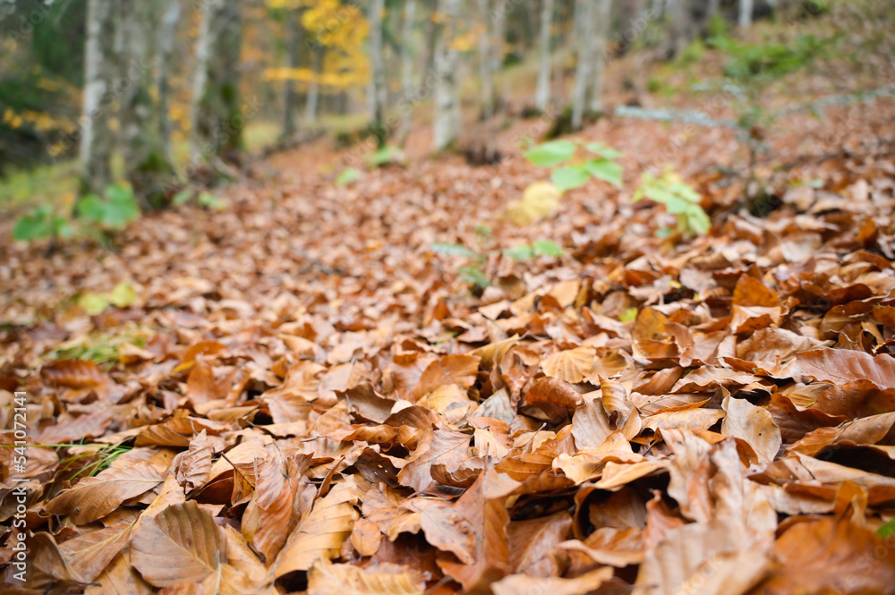 leaves in autumn inside the forest during the foliage leaves in autumn inside the forest during the foliage