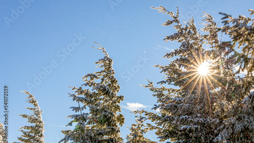 Winter Sun