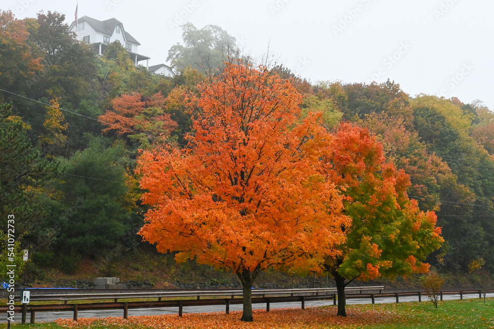 A bright orange tree on a foggy fall day.