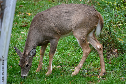 A white-tailed deer grazes in a field in fall.