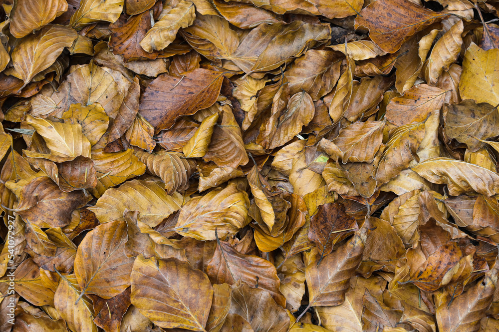 leaves in autumn inside the forest during the foliage leaves in autumn inside the forest during the foliage
