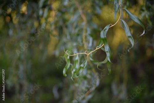 background of long leaves of willow branches, twisted yellow willow branches close-up, green tree background, curved trunk, branches and twisted narrow leaves, decorative shape