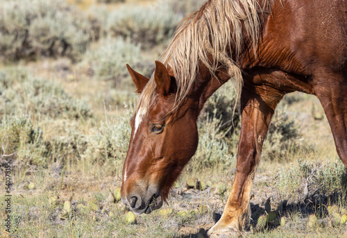 Majestic Wild Horse in the Wyoming Desert in Summer