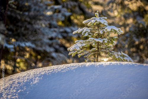 Small Evergreen in Snow