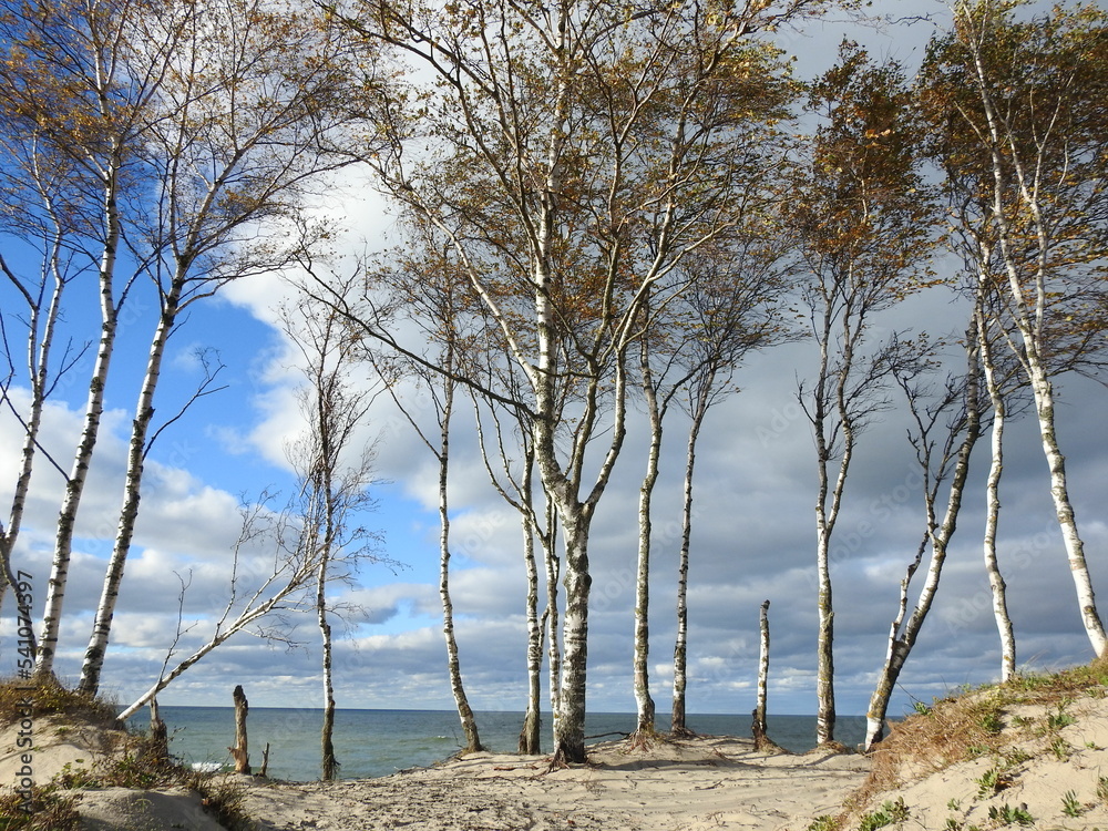 tree on the beach on the Curonian Spit 