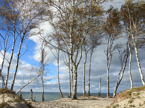 Fotografi tree on the beach on the Curonian Spit