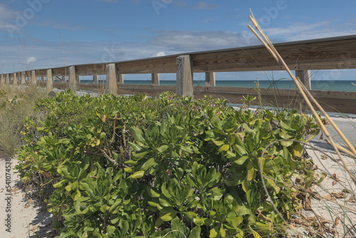 View of Atlantic Ocean at Vero Beach Florida looking east as seen through dune grasses and bushes by boardwalk photo