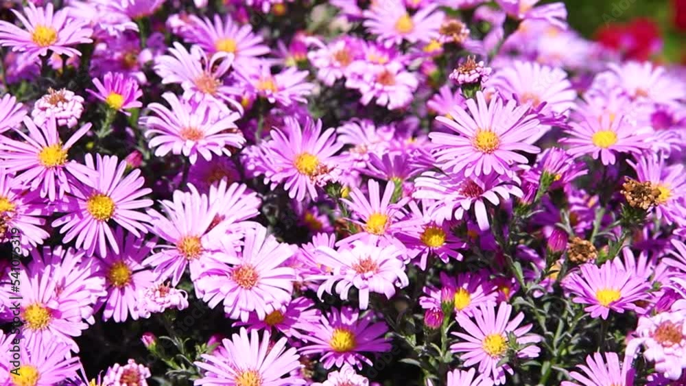 A bright purple flower on a flower bed. Rose petals. A close-up shot of small chrysanthemums. A bright purple flower on a flower bed. Rose petals. A close-up shot of small chrysanthemums.