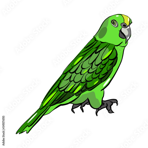 Yellow-naped parrot with green forehead and crown and a yellow band across the lower nape vector illustration 
