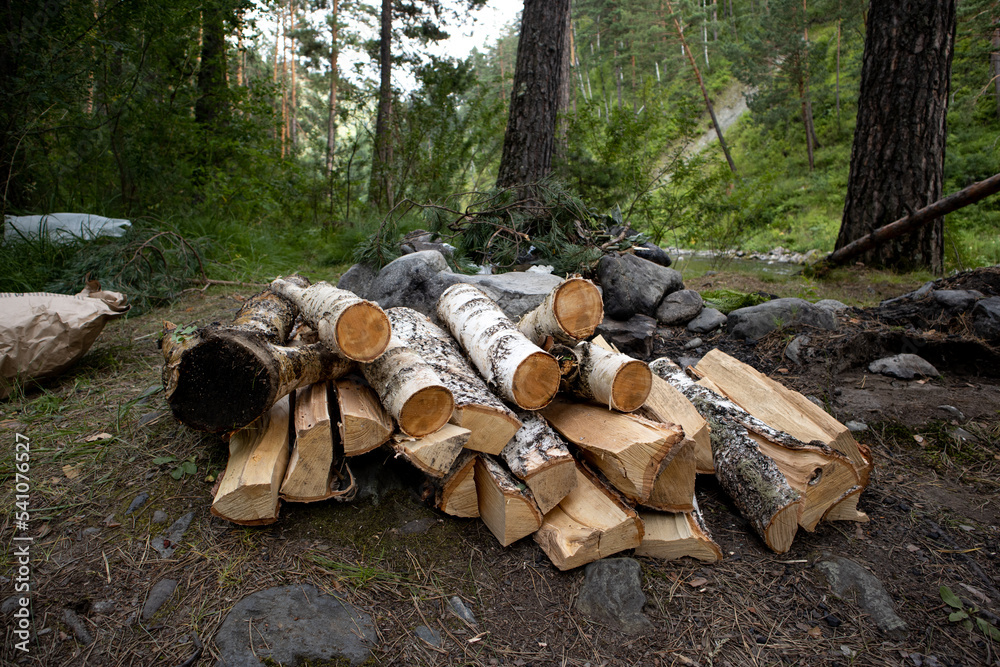 Harvesting firewood from birch in the forest for a bonfire. Harvesting firewood from birch in the forest for a bonfire.