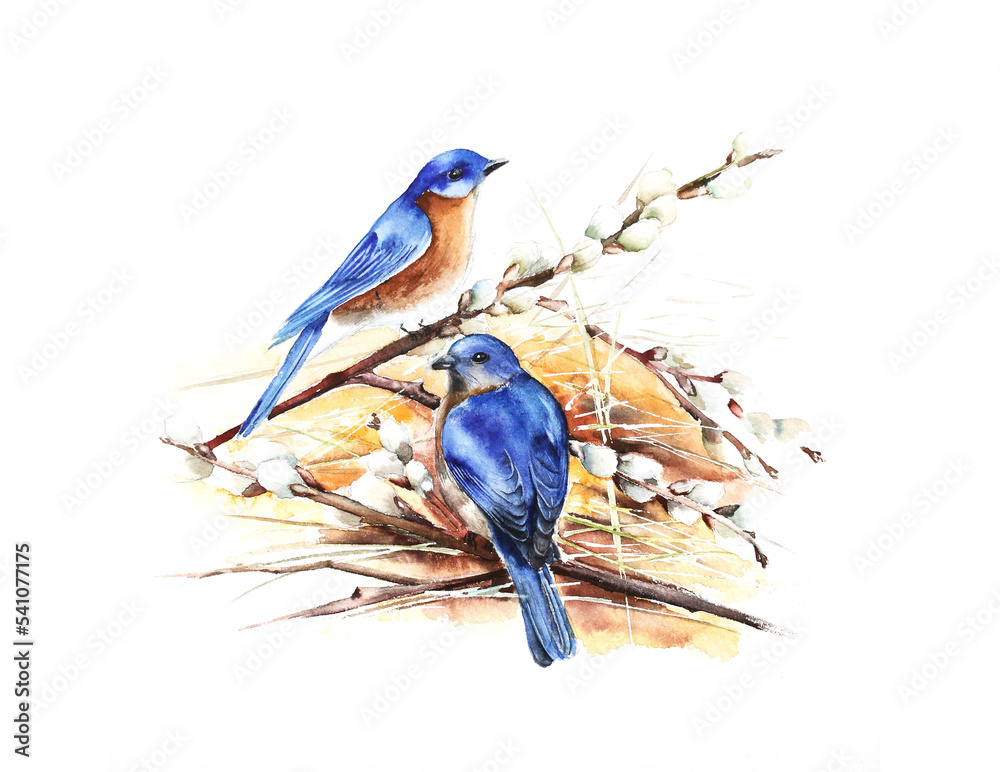 Obraz premium Blue birds watercolor illustration boranical winter forest ecological