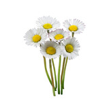 bouquet of daisies for composition