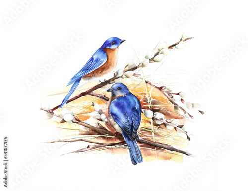 Blue birds watercolor illustration boranical winter forest ecological