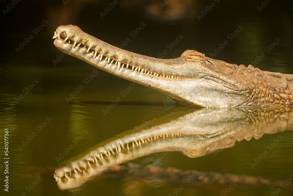 Close up crocodile head in river of danger nature animals Close up crocodile head in river of danger nature animals