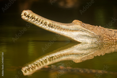Close up crocodile head in river of danger nature animals