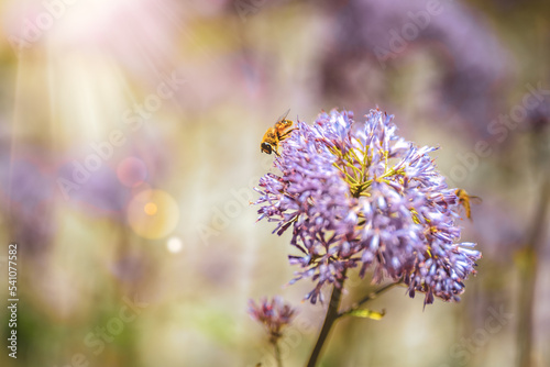 Hoverfly feeds nektar on purple flower in the afternoon. Falzarego pass  Dolomites  South Tirol  Italy  Europe.