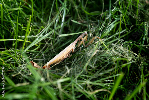 Insect praying mantis sits in lush, green grass