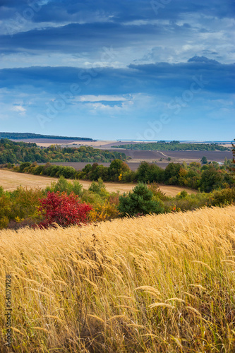autumn mahogany tree and dry grass with landscape