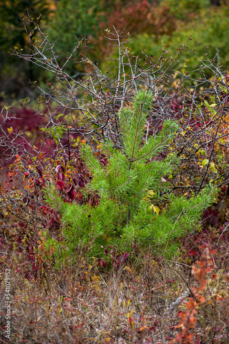 Closeup of small green pine tree growing on dry autumn grass in remote countr...