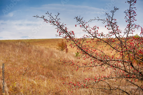 A hawthorn bush close-up of a branch covered with red fruits in autumn