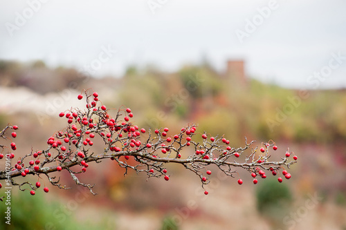 A larhawthorn close-up of a branch covered with red fruits in autumn
