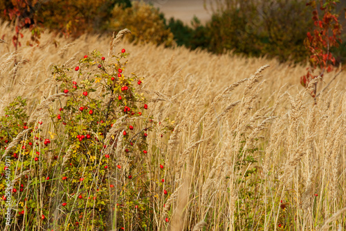 Rosehip branches full of red fruits on the background of a field with yellow,...