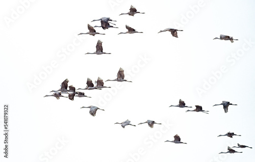 Sandhill cranes fly through the autumn skies during migration south