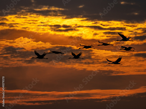 Sandhill cranes fly beneath dramatic sunset lit clouds on migration