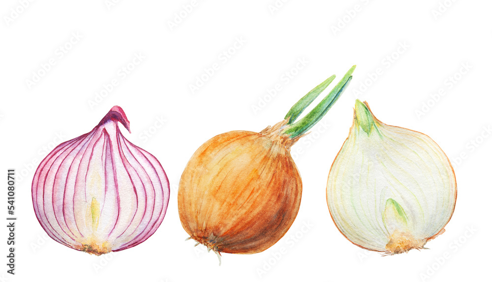 Hand drawn watercolor onion isolated on white background Hand drawn watercolor onion isolated on white background