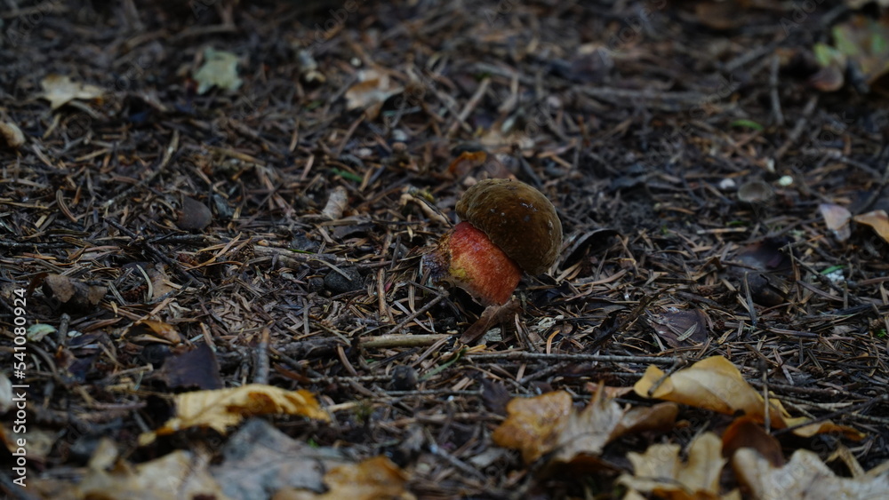 Mushroom on the floor of a Karri forest. cloudy weather. low key. Mushroom on the floor of a Karri forest. cloudy weather. low key.