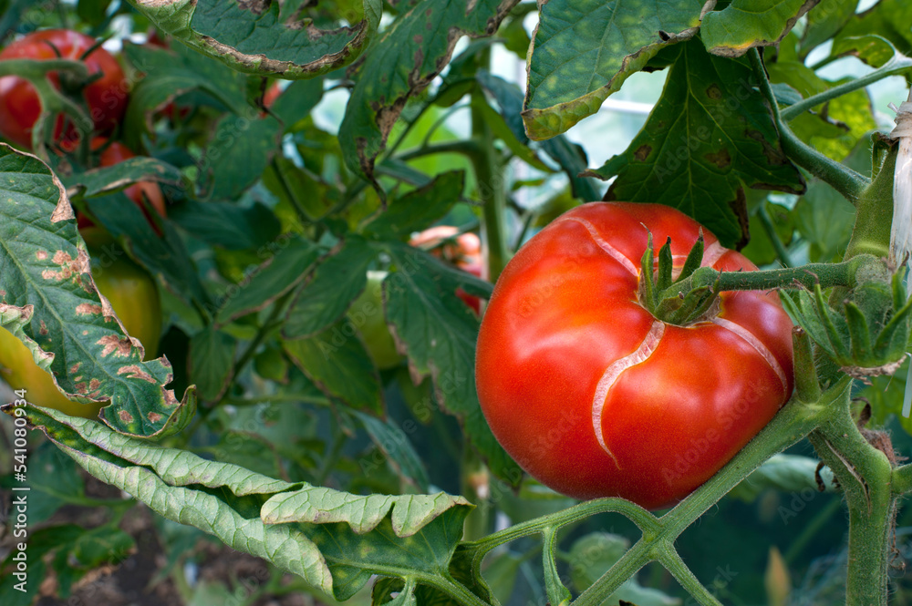 delicious and red tomatoes natural