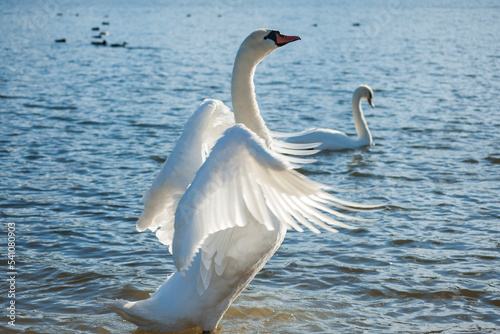 the swan spreads its wings on the shore of the lake under the bright sun