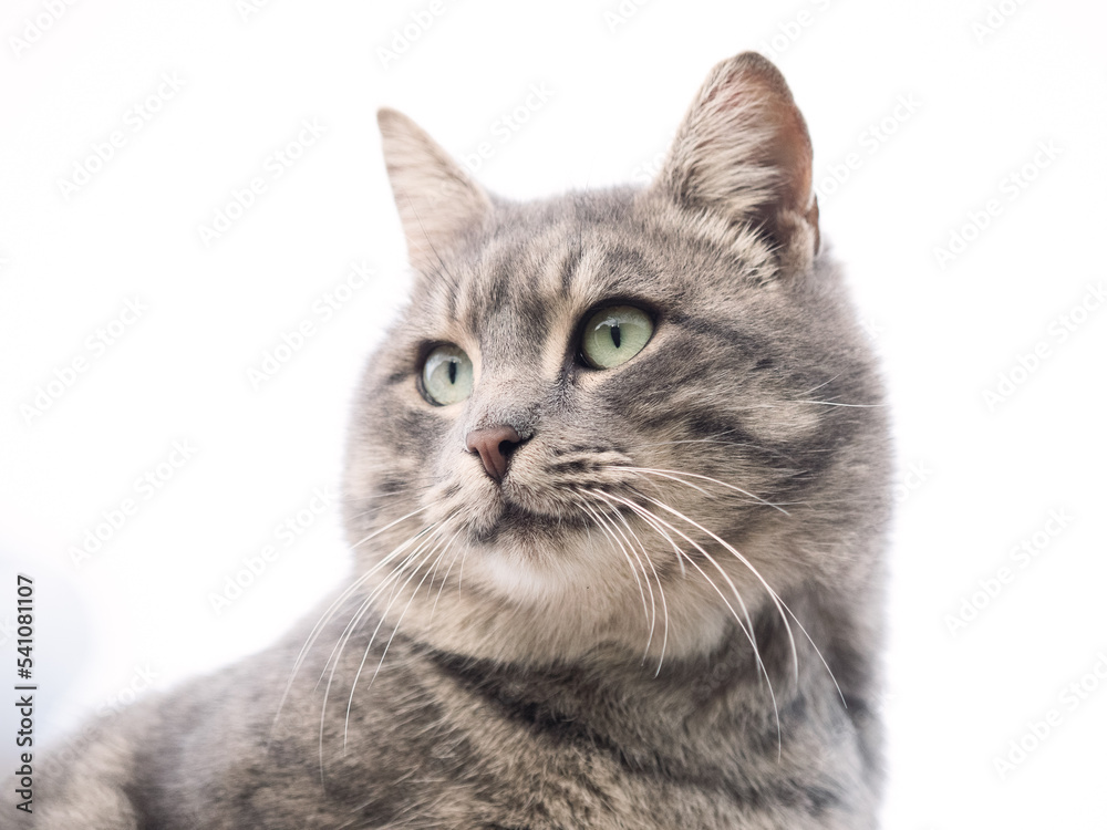 portrait of a cat isolated