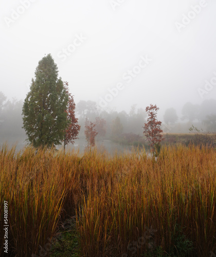 Fall foliage and fog in the park at the NC Museum of Art in Raleigh