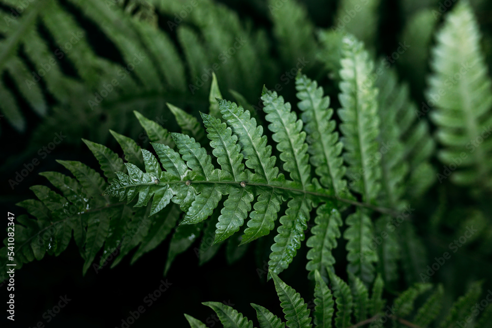 Natural green fern in the forest. Beautiful nature background made with young green fern leaves. Concept for design. Top view Natural green fern in the forest. Beautiful nature background made with young green fern leaves. Concept for design. Top view