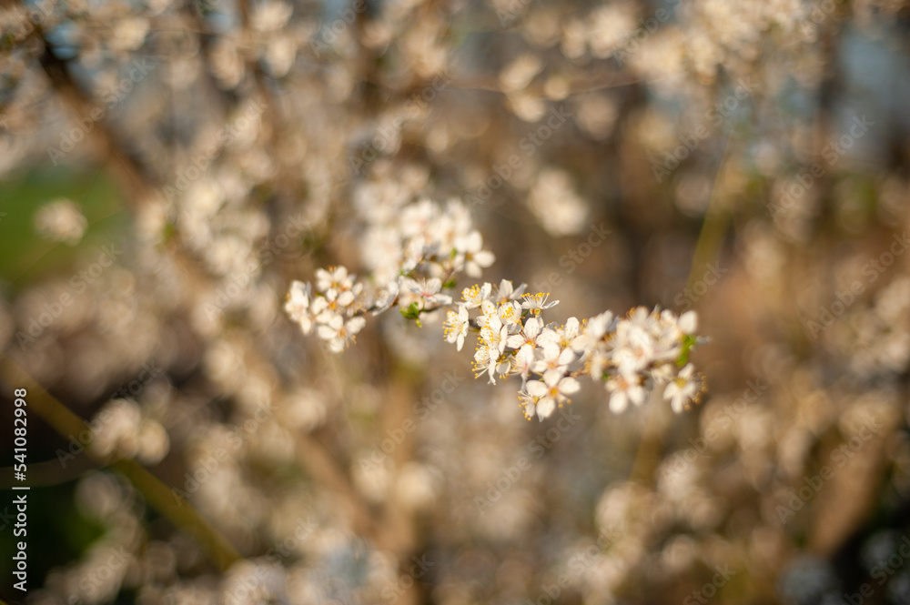 flowers on the tree shot on HELIOS 44 CHERRY BOKEH flowers on the tree shot on HELIOS 44 CHERRY BOKEH