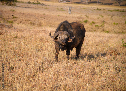 cape buffalo in the savannah